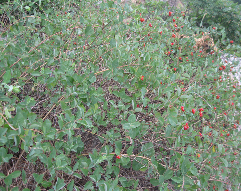 Image of Lonicera etrusca specimen.