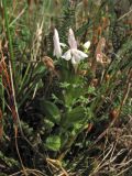 Pedicularis sylvatica. Цветущее растение. Нидерланды, провинция Drenthe, национальный парк Drentsche Aa, заказник Eexterveld, вересковая пустошь. 31 мая 2008 г.