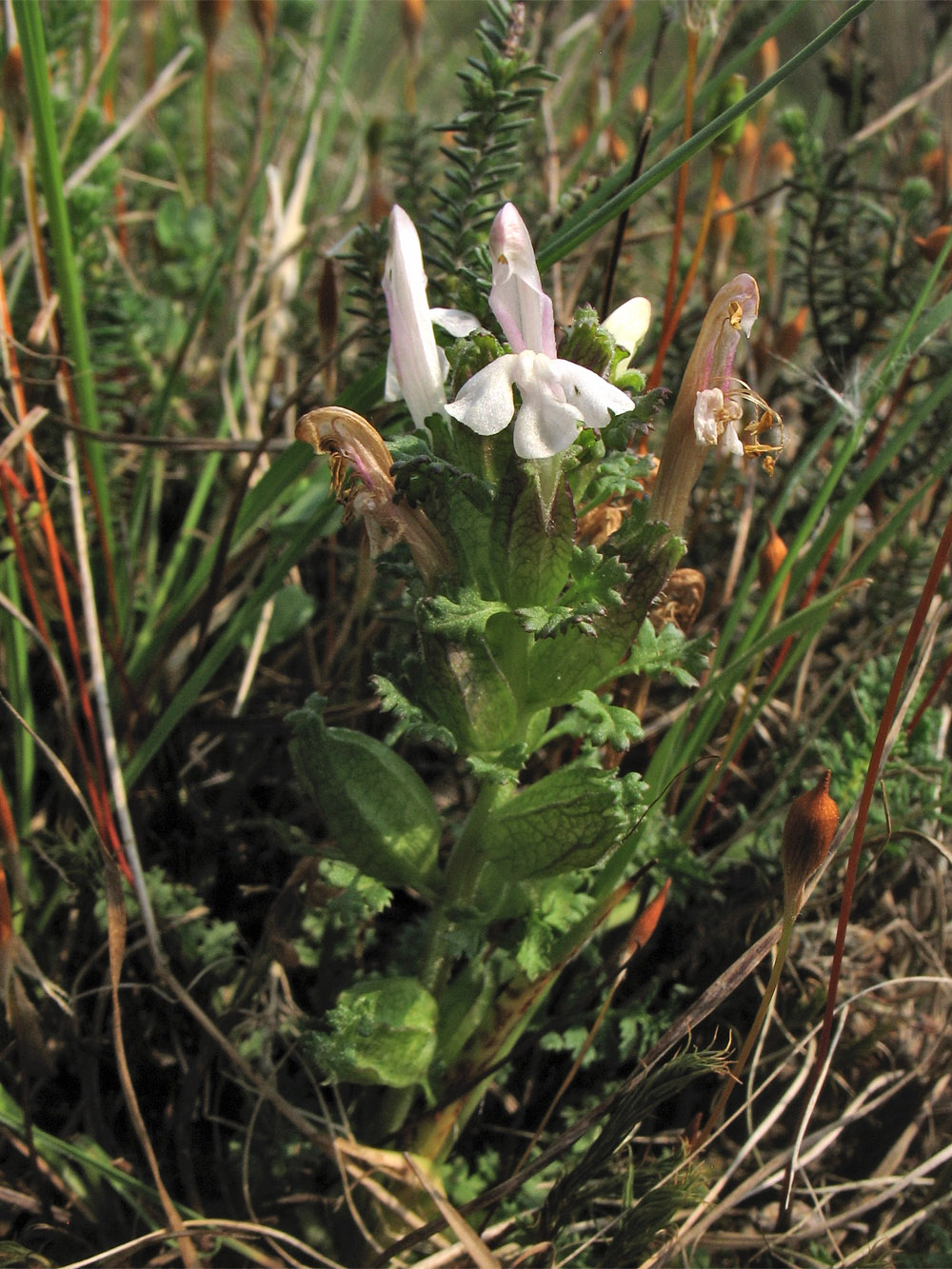 Изображение особи Pedicularis sylvatica.