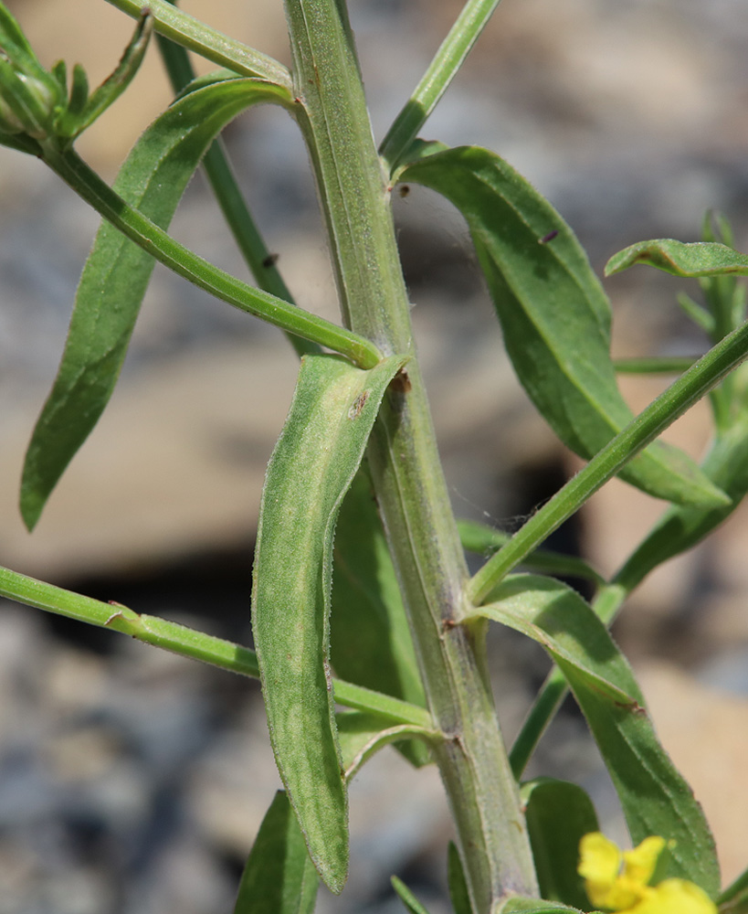 Image of Linum nodiflorum specimen.