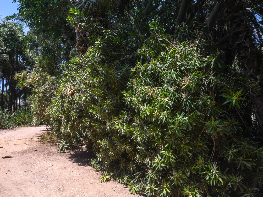 Image of Dracaena reflexa specimen.