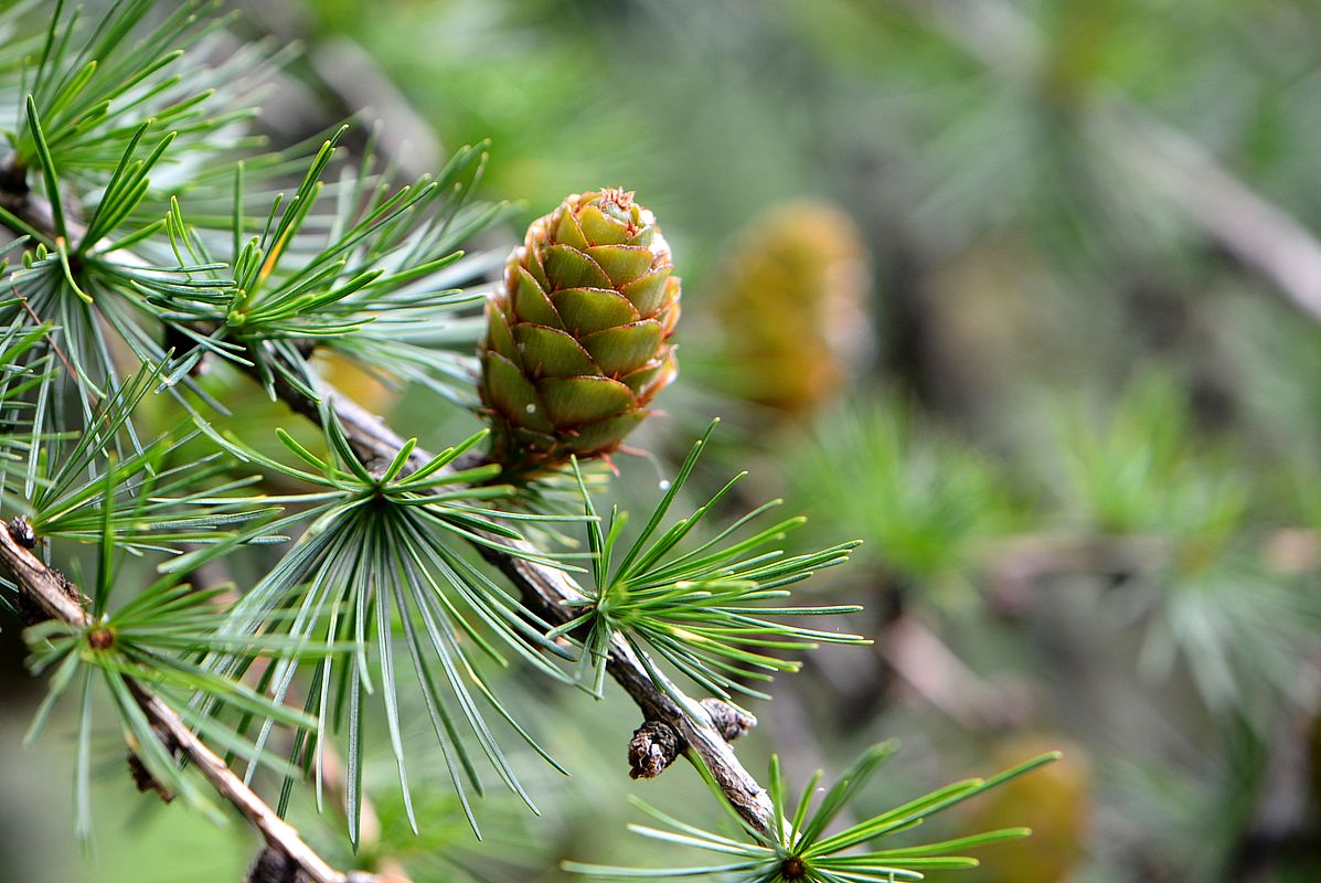 Image of Larix decidua specimen.