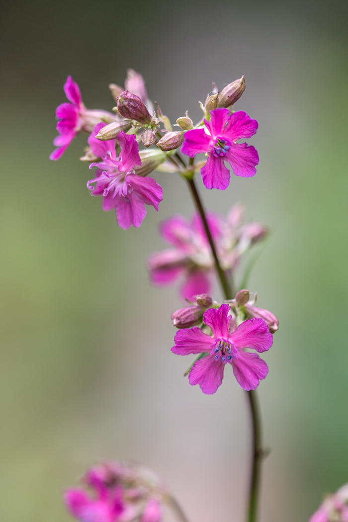 Изображение особи Viscaria vulgaris.