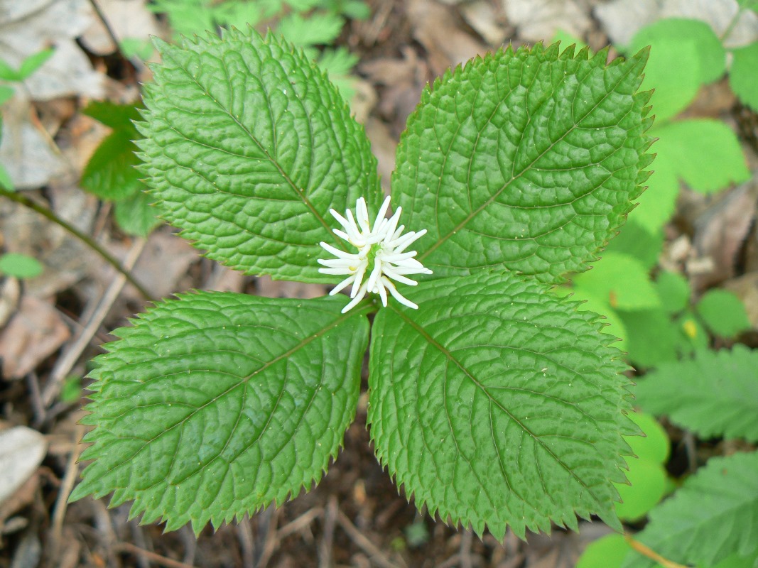 Изображение особи Chloranthus quadrifolius.