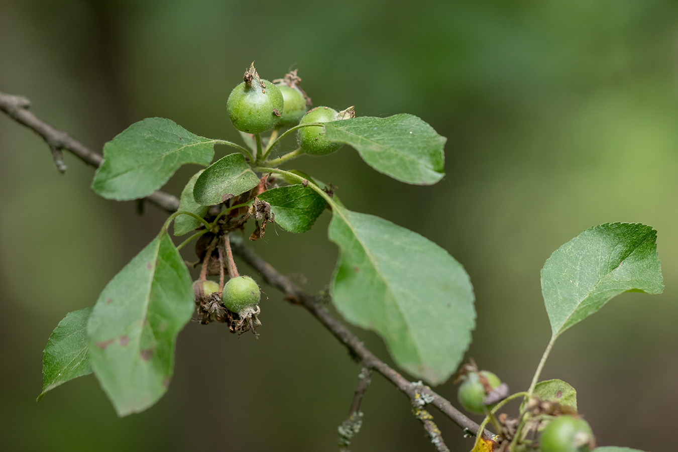 Изображение особи род Malus.