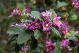 Lagunaria patersonia
