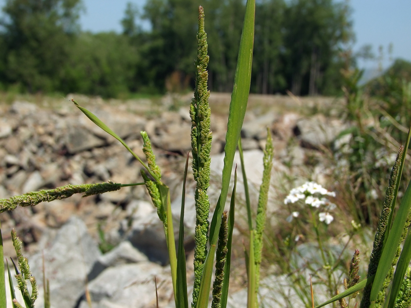 Image of Beckmannia syzigachne specimen.