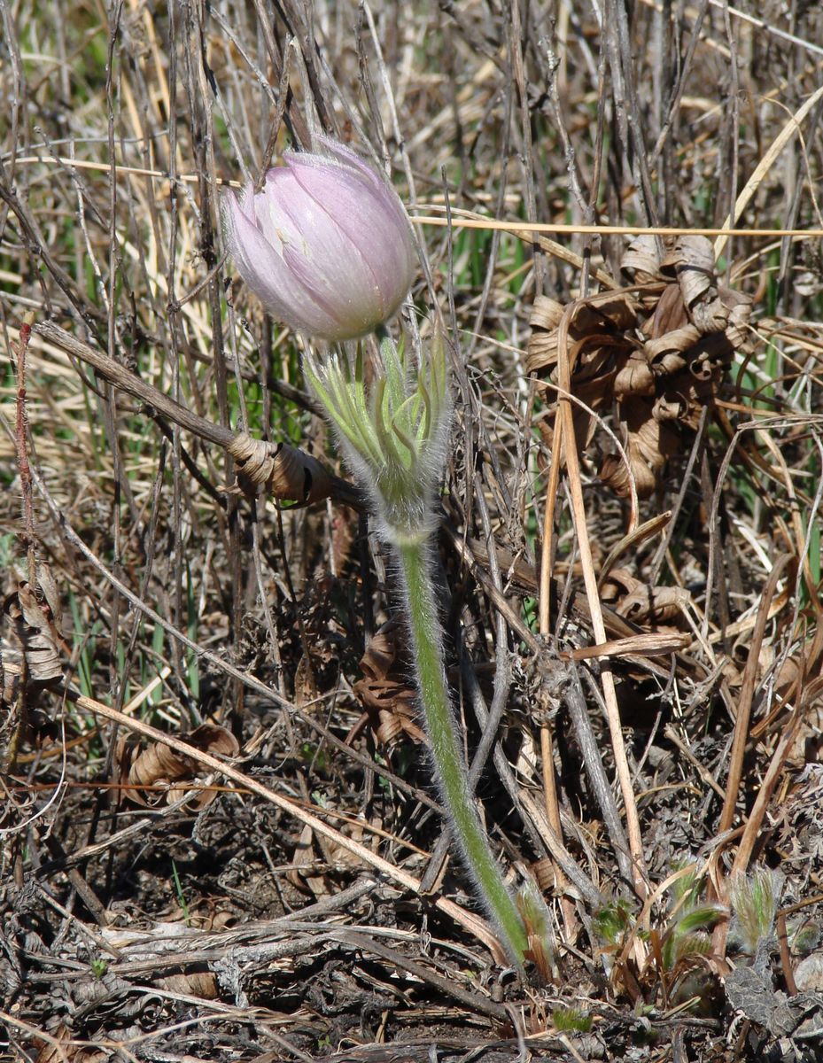 Изображение особи Pulsatilla orientali-sibirica.