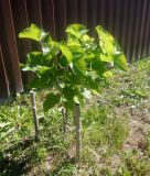 Catalpa bignonioides