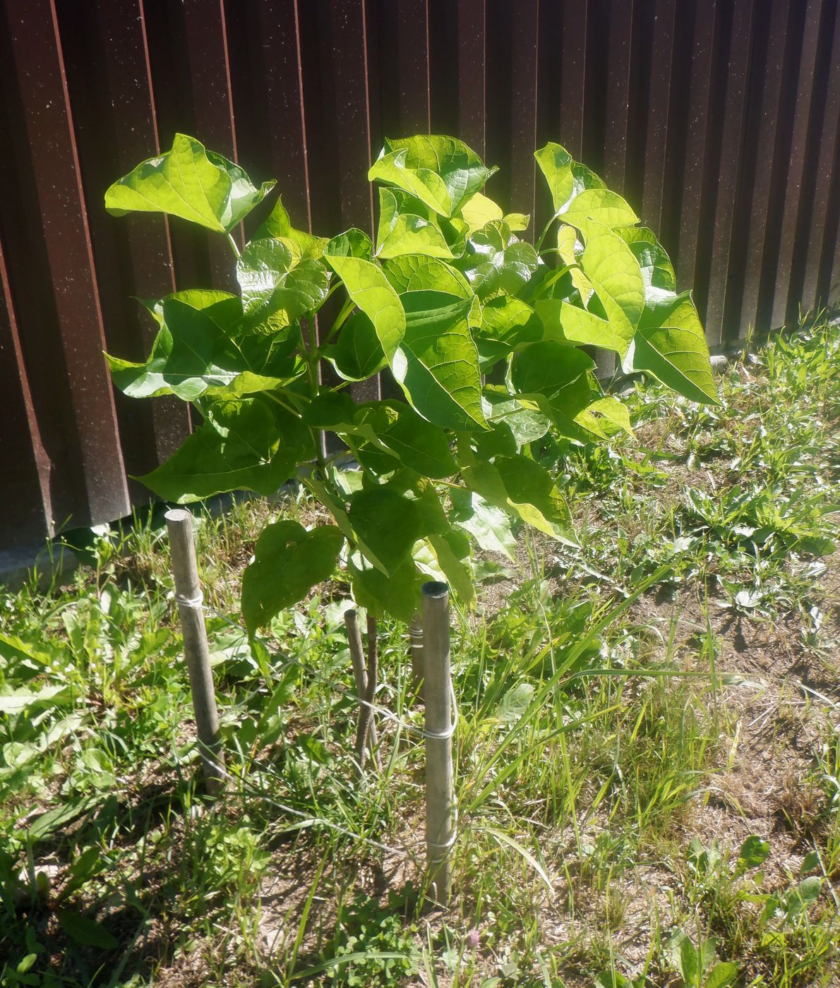 Image of Catalpa bignonioides specimen.