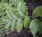 Polygonatum hirtum