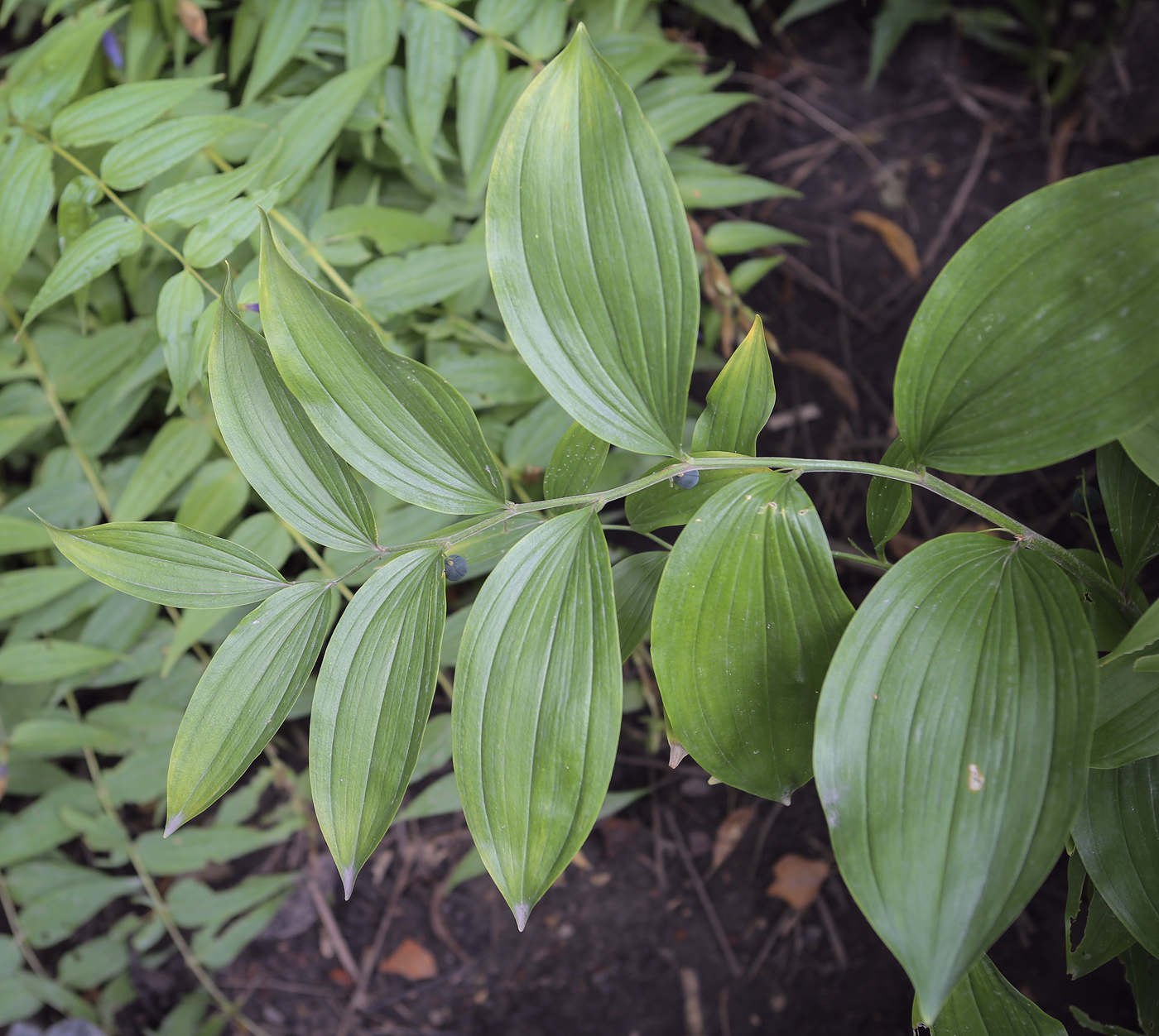 Image of Polygonatum hirtum specimen.