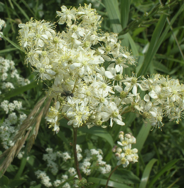 Изображение особи Filipendula vulgaris.