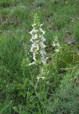 Stachys atherocalyx