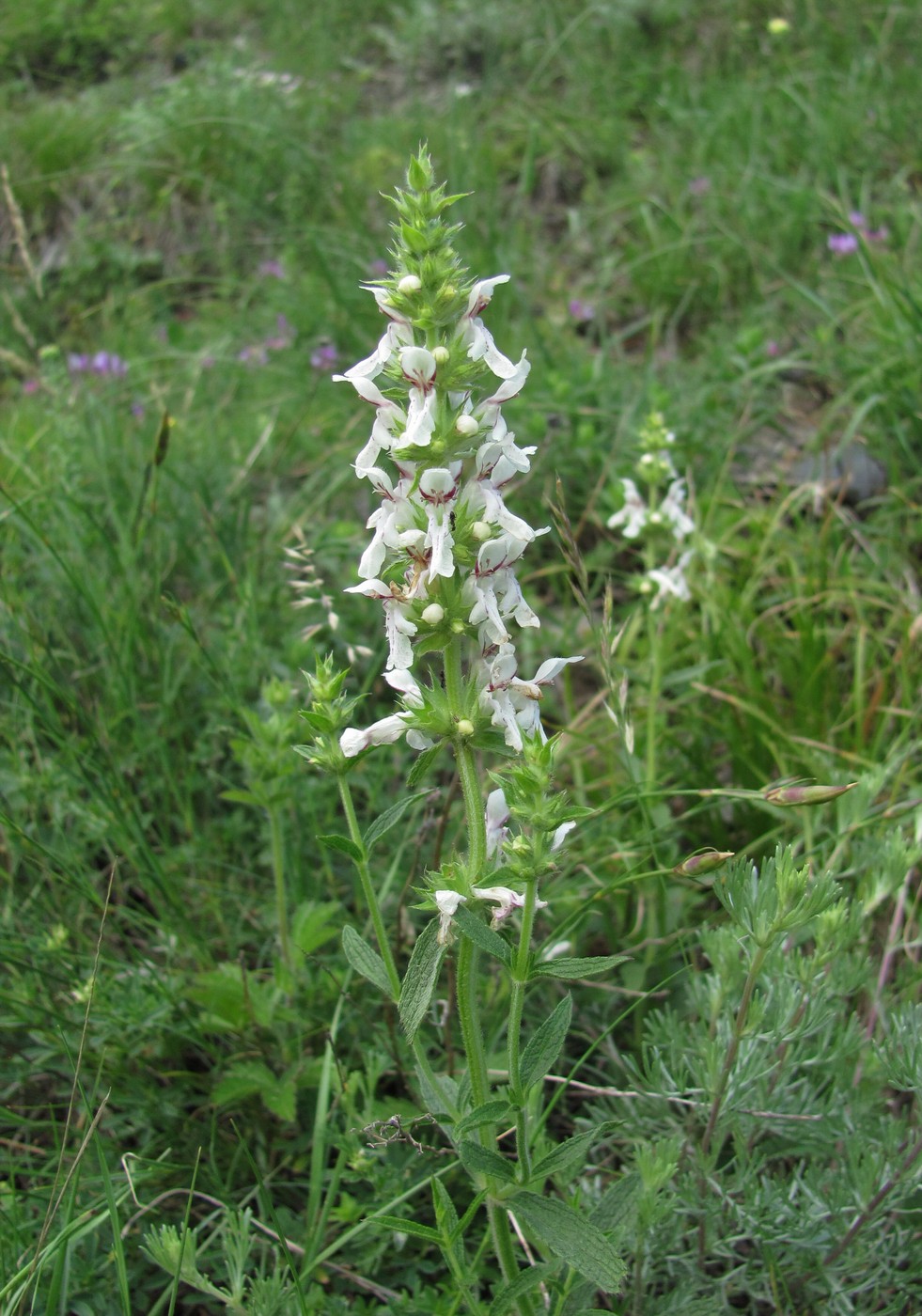 Изображение особи Stachys atherocalyx.