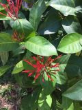 Ixora chinensis