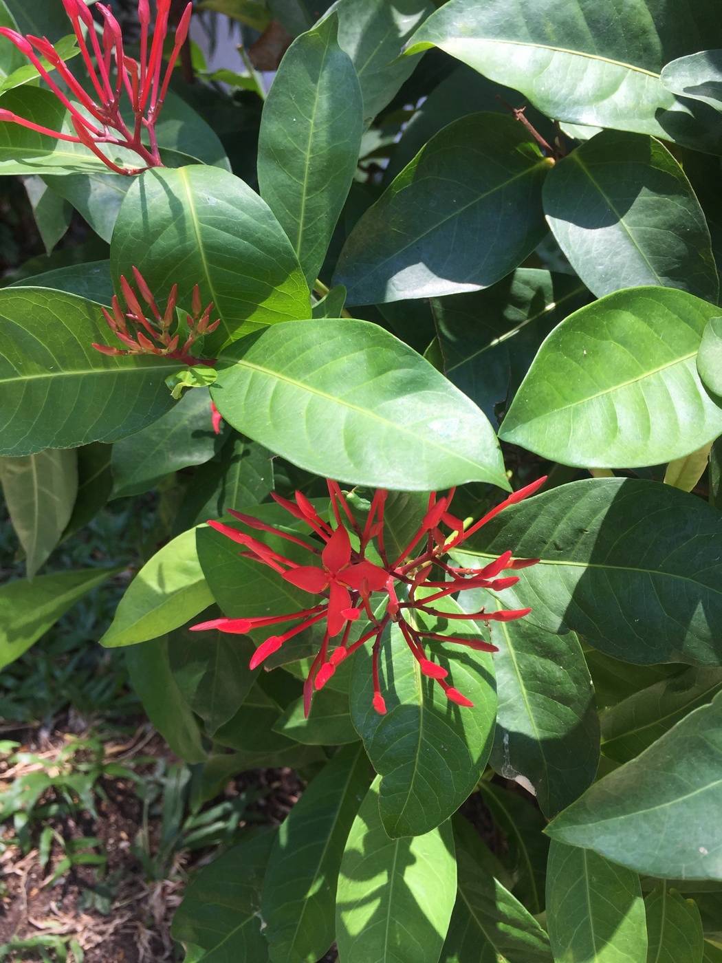 Image of Ixora chinensis specimen.