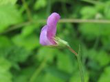 Lathyrus hirsutus. Цветок. Северная Осетия, Пригородный р-н, окр. с. Михайловское, нарушенное место на краю поля. 17.06.2021.