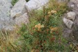 Spiraea alpina