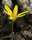 Gagea pauciflora. Цветок. Приморский край, Октябрьский р-н, окр. с. Заречное, гора Сенькина Шапка, на западном склоне у вершины среди разреженных кустарников (Flueggea suffruticosa, Ulmus macrocarpa). 29.04.2022.