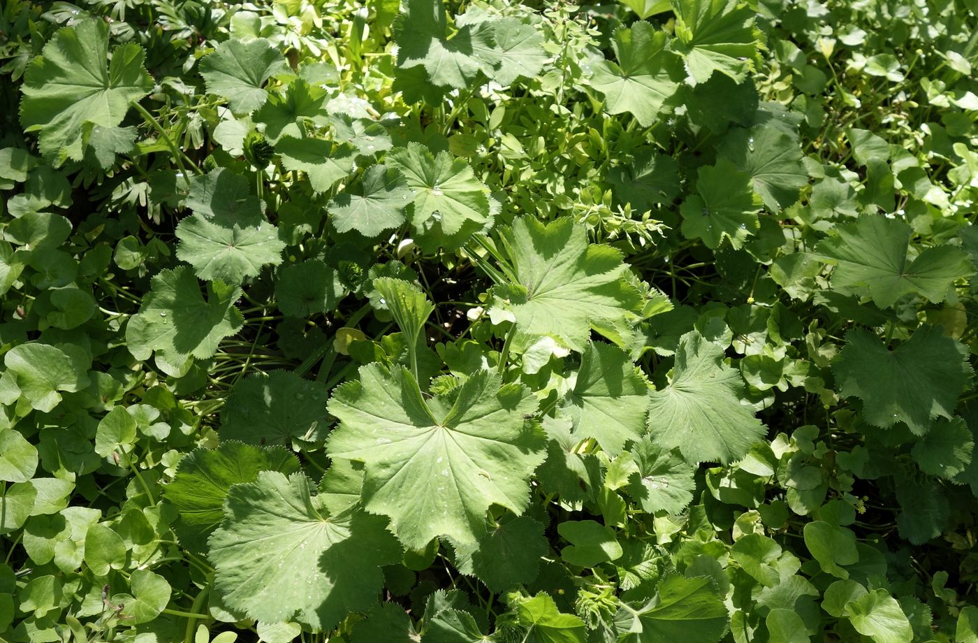 Изображение особи Alchemilla mollis.