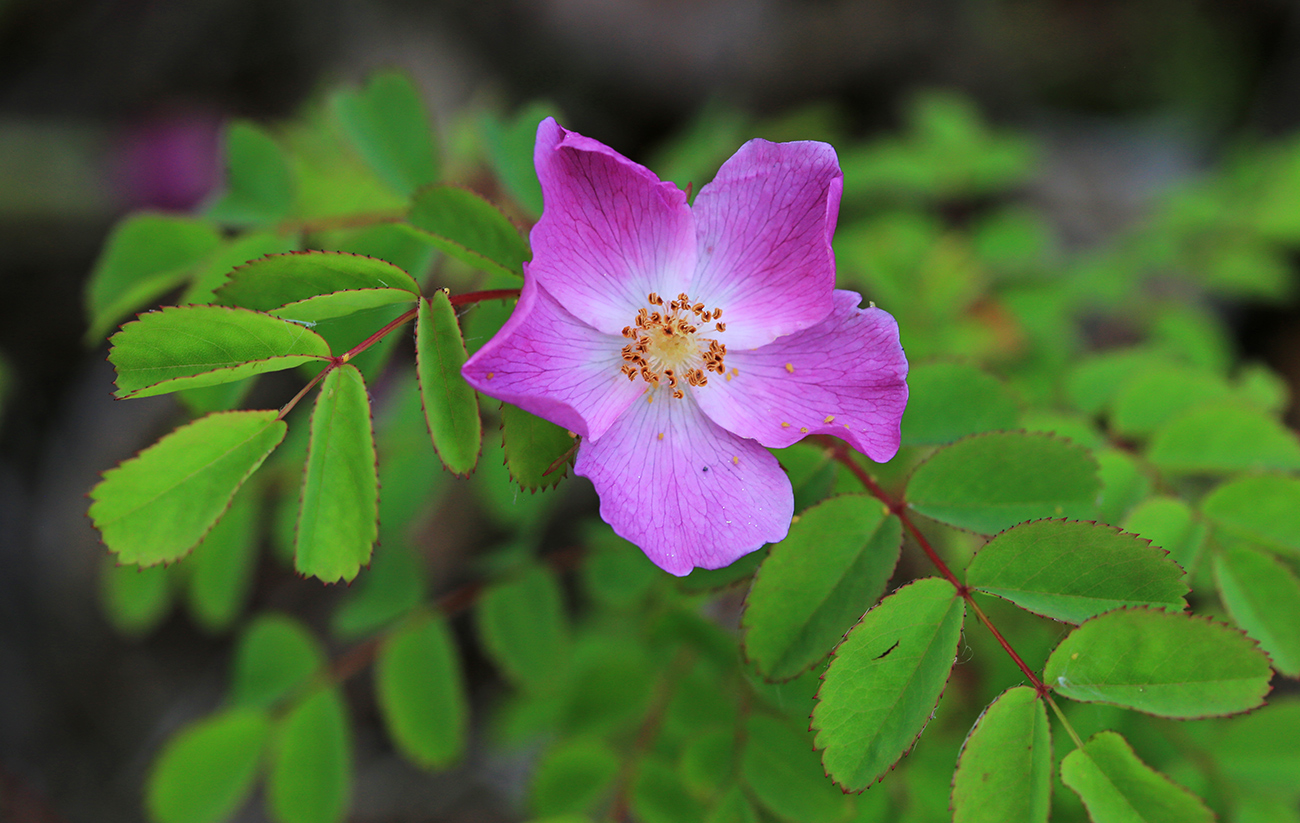 Изображение особи Rosa koreana.