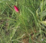 Tulipa humilis