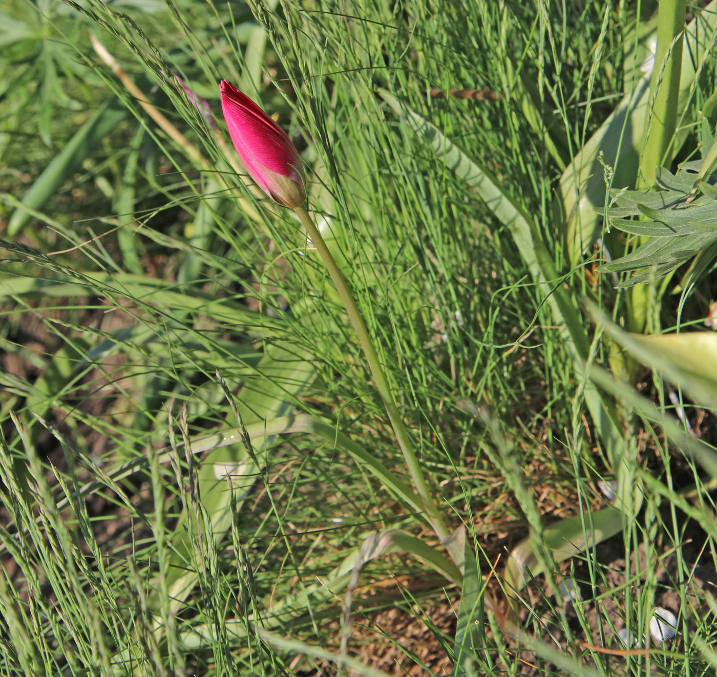 Image of Tulipa humilis specimen.