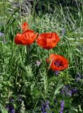 Papaver orientale