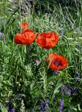 Papaver orientale