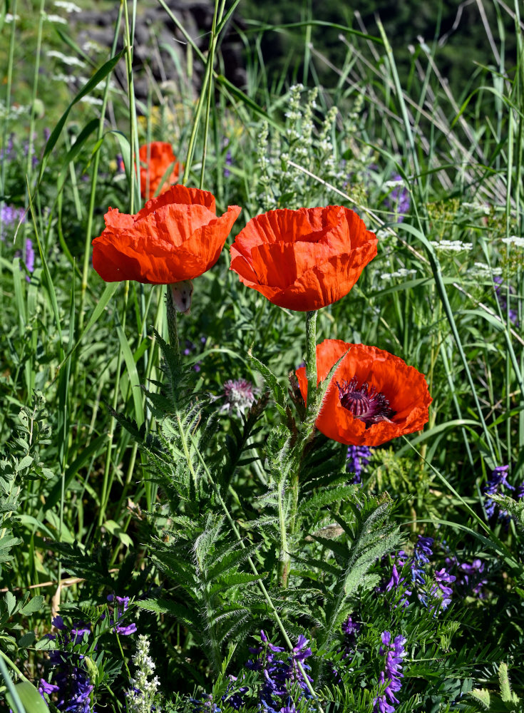 Изображение особи Papaver orientale.