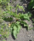 Rumex crispus