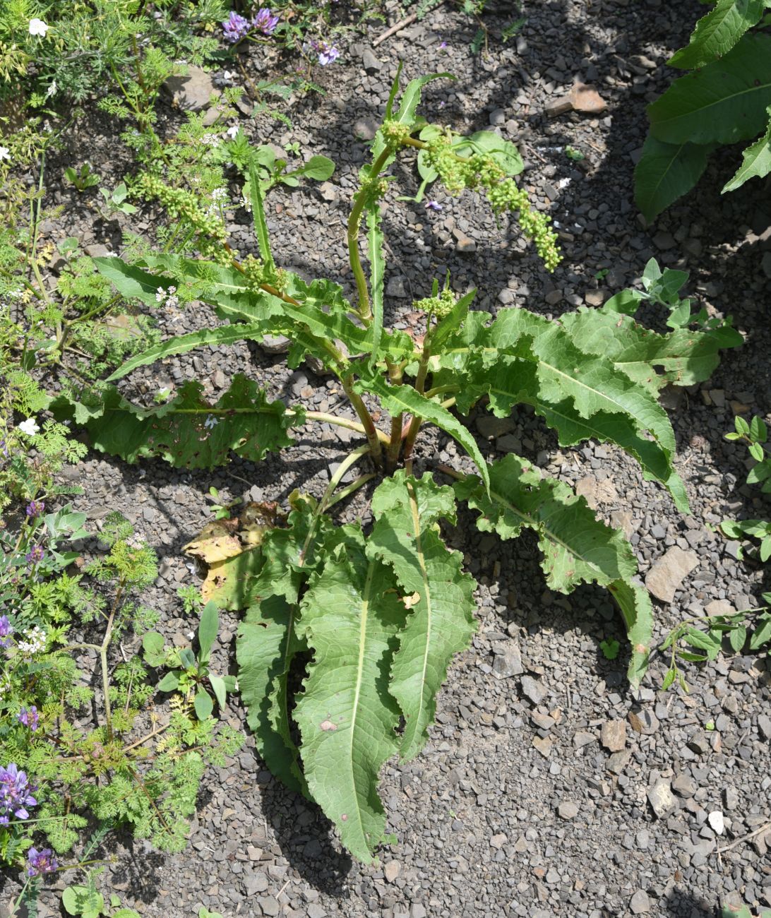 Изображение особи Rumex crispus.