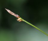 Carex chloroleuca. Верхушка плодоносящего побега. Приморский край, Ольгинский р-н, окр. пгт Ольга, южный отрог горы Крестовая, послепожарное порослёво-кустарниковое сообщество с Quercus mongolica и Lespedeza bicolor на крутом южном склоне, возле камня. 10.07.2022.