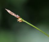 Carex chloroleuca