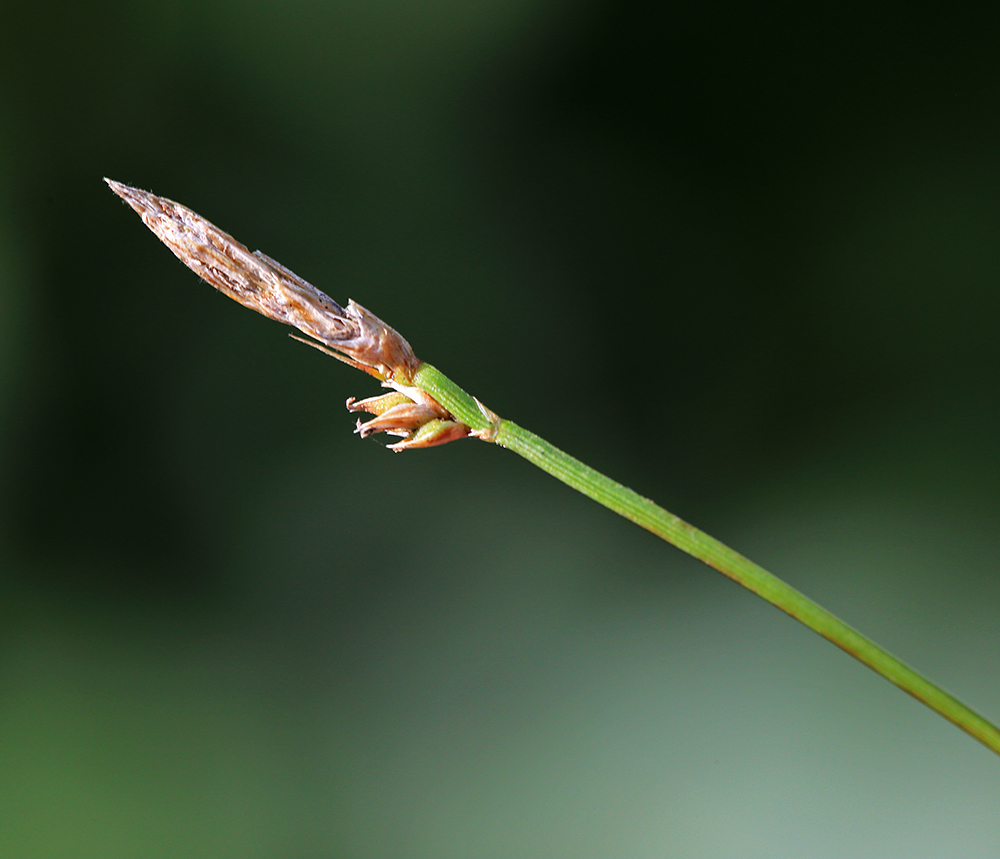 Image of Carex chloroleuca specimen.