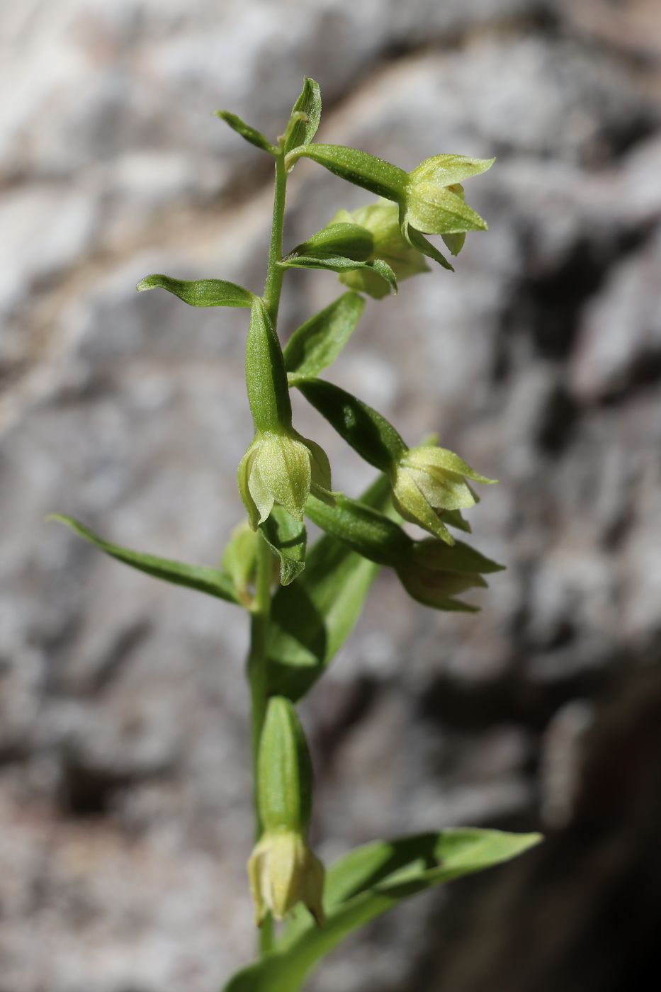 Изображение особи Epipactis persica.