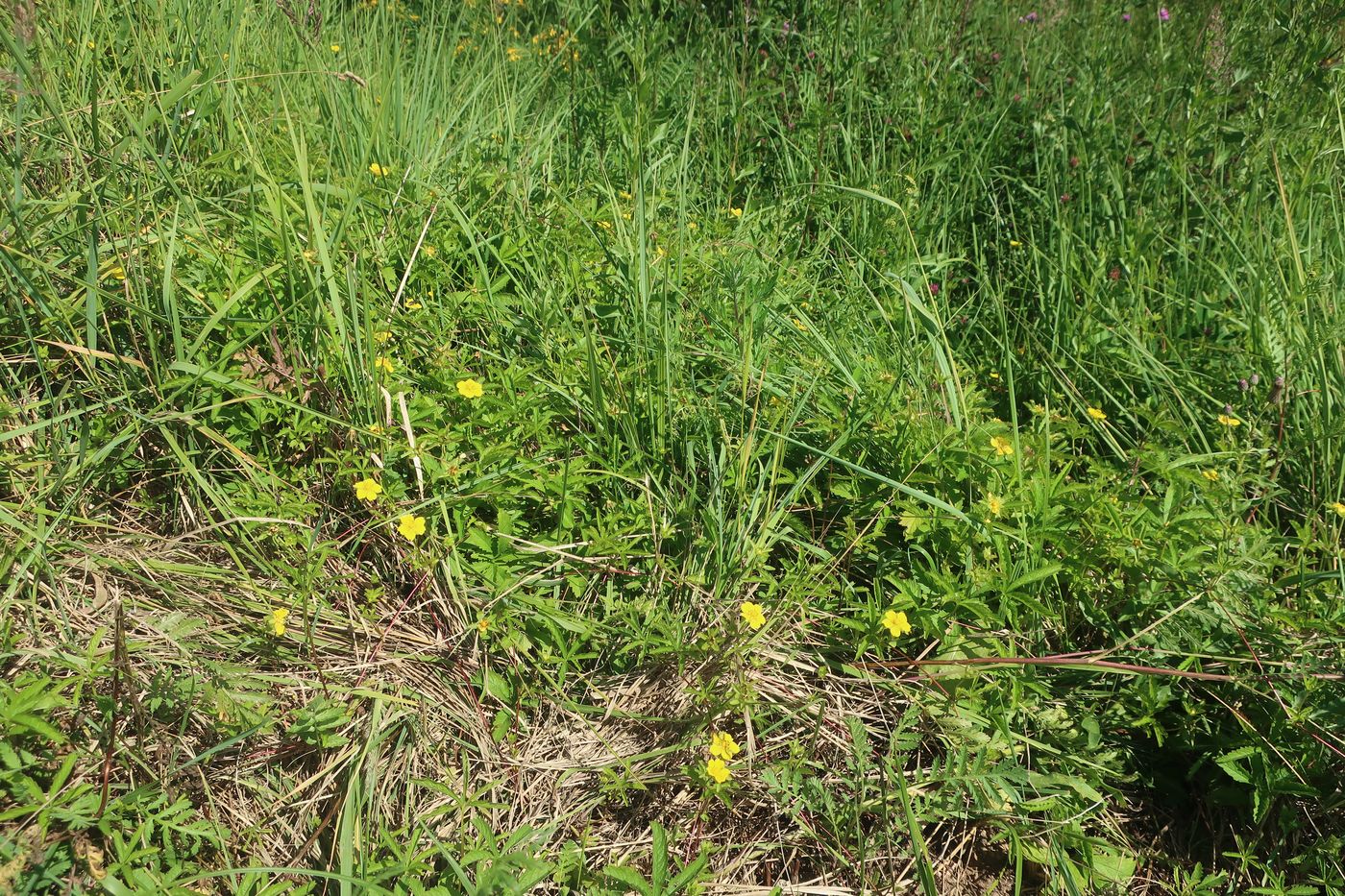 Изображение особи Potentilla reptans.