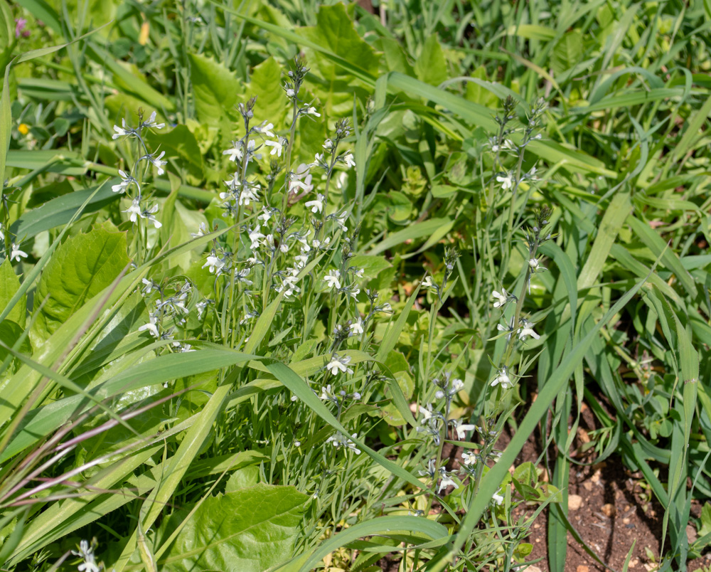 Image of Linaria chalepensis specimen.