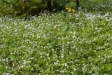 Myosotis sylvatica