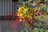 Caesalpinia gilliesii. Соцветие с бутонами и цветками. Израиль, г. Бат-Ям, в культуре. 02.08.2022.