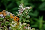 Sedum oppositifolium