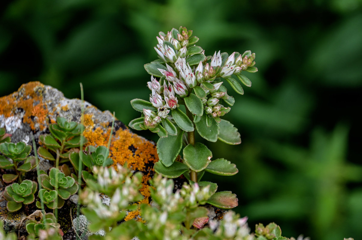 Изображение особи Sedum oppositifolium.