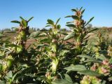 Amaranthus albus