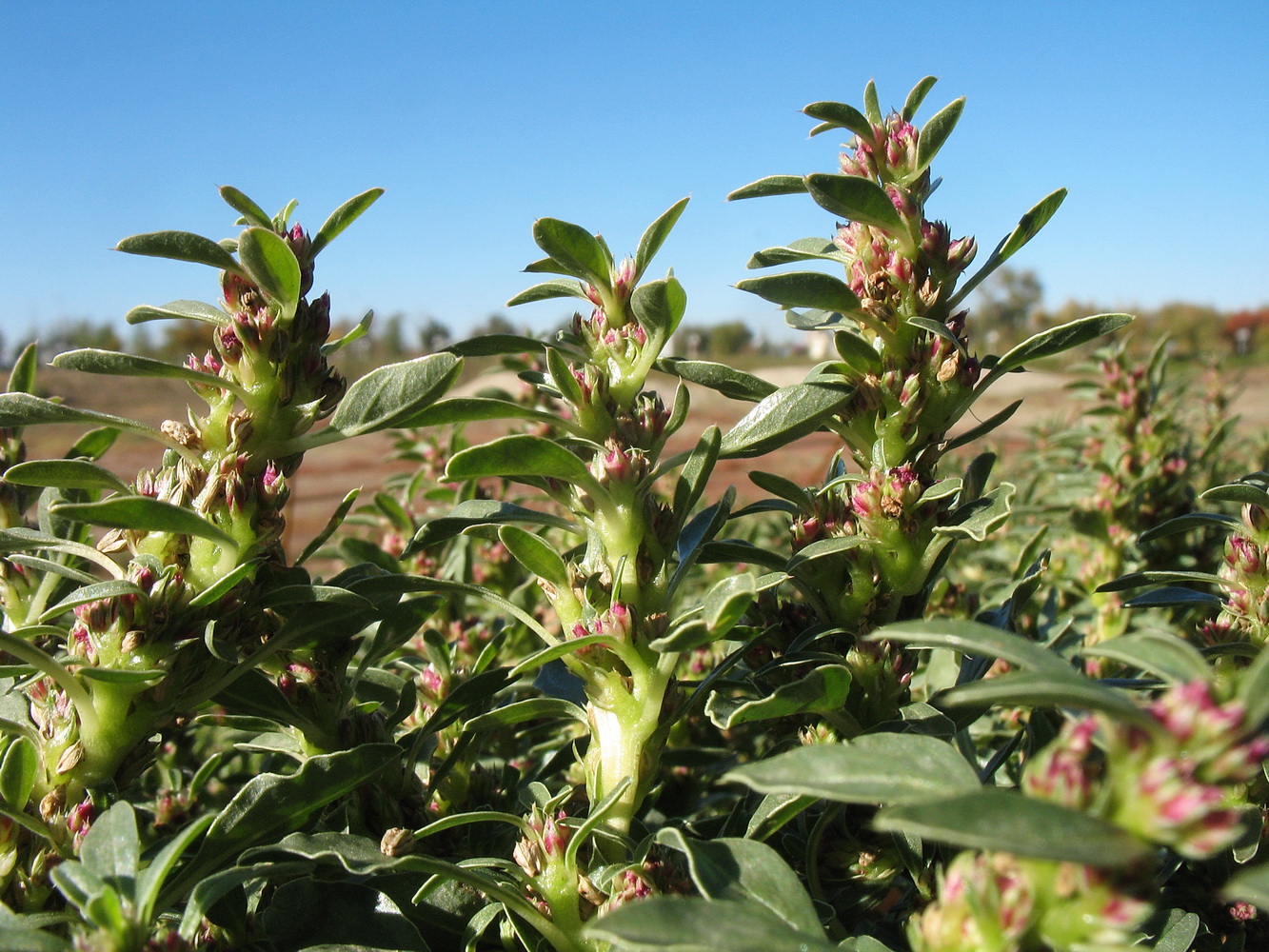 Изображение особи Amaranthus albus.