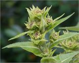 Inula helenium