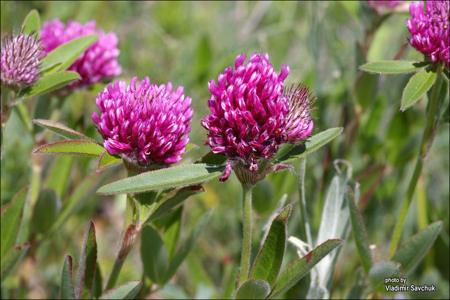 Изображение особи Trifolium alpestre.