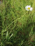 род Leucanthemum. Цветущее растение. Мурманская обл., Кольский р-н, дорога на Рыбачий п-ов у моста через р. Юринга, разнотравно-злаковая лужайка на обочине дороги. 02.08.2022.