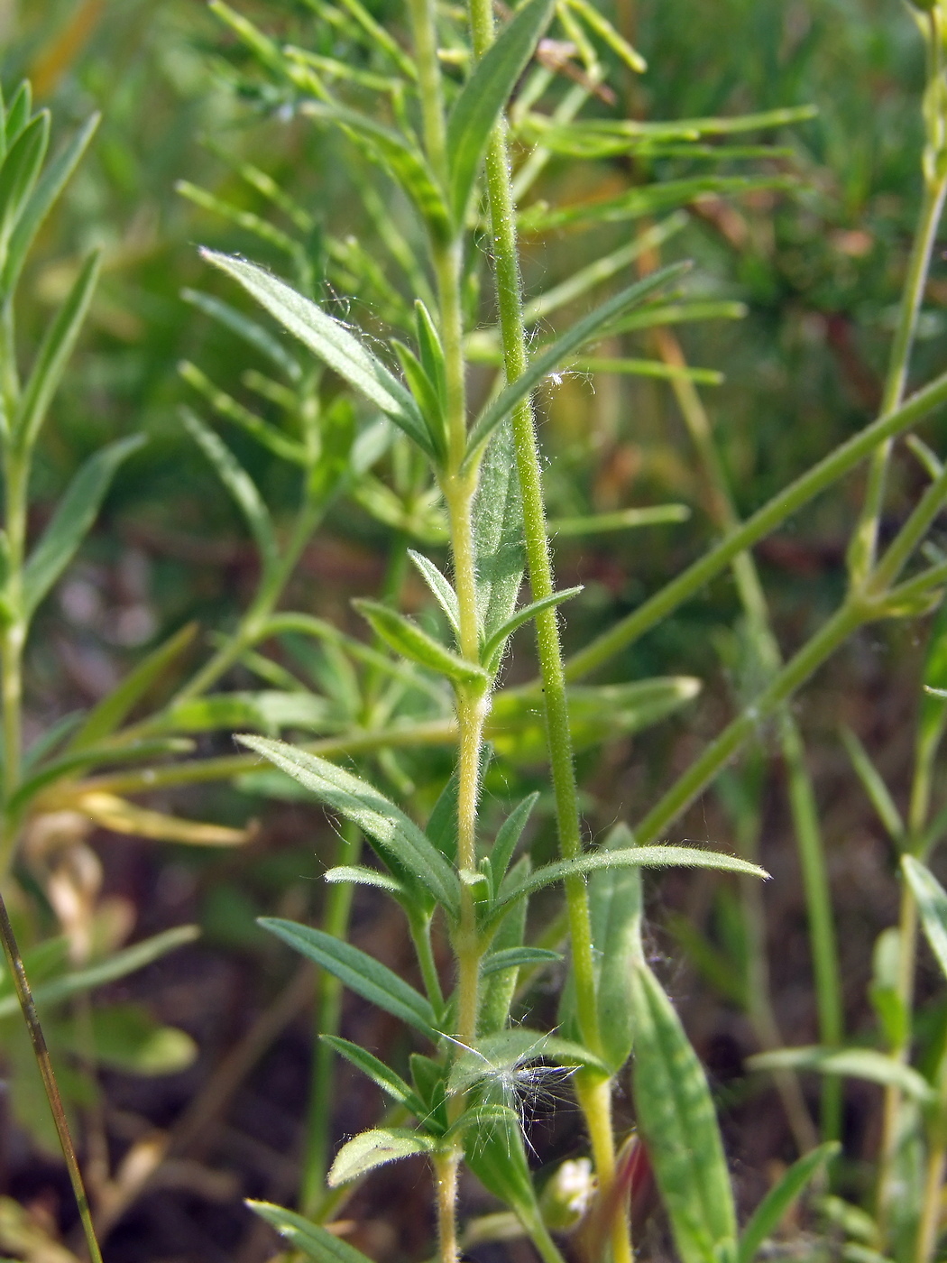 Image of Cerastium arvense specimen.