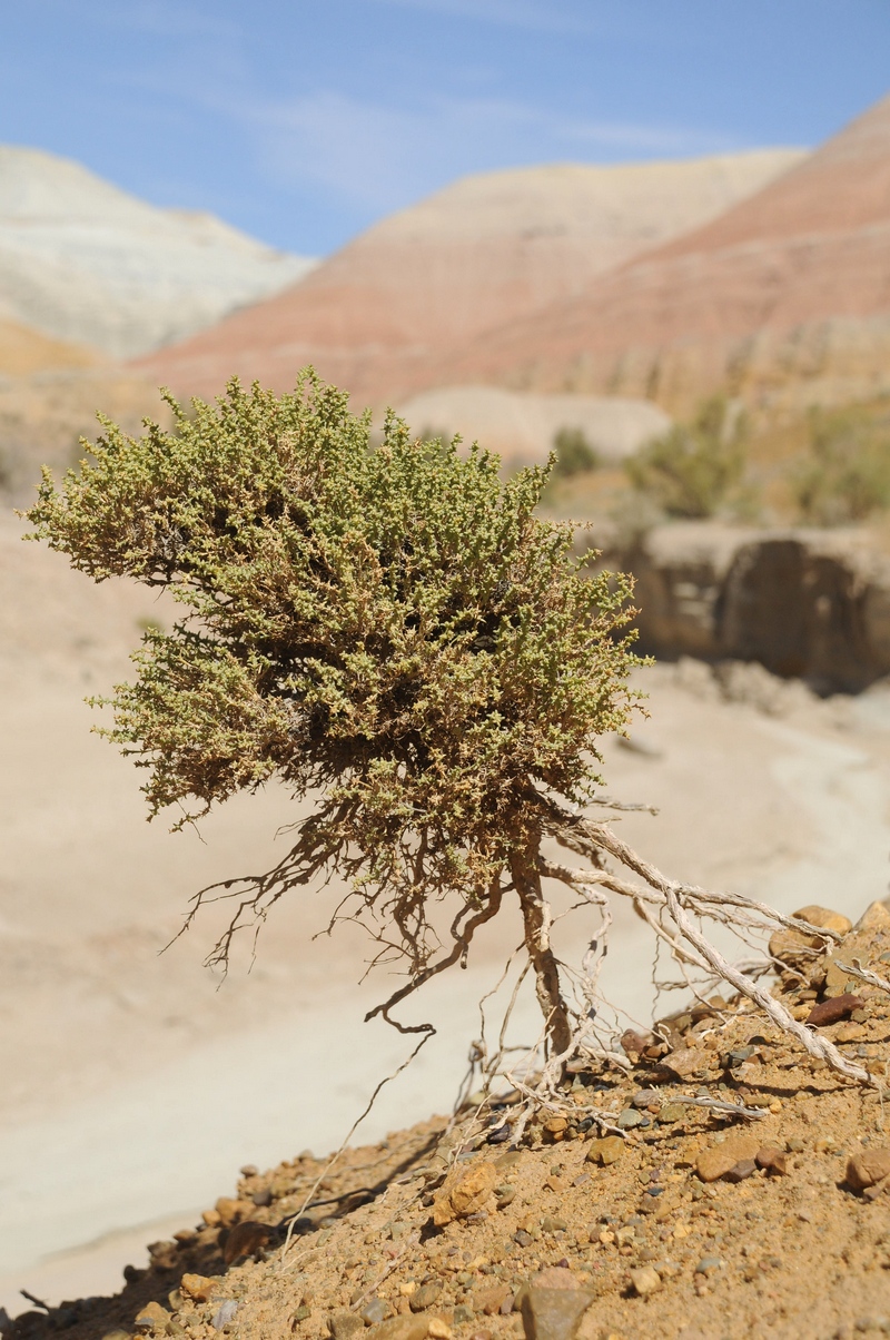 Изображение особи Arthrophytum iliense.